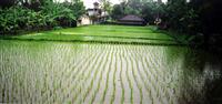 Ubud